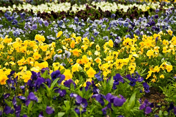 Flower-bed — Stock Photo, Image
