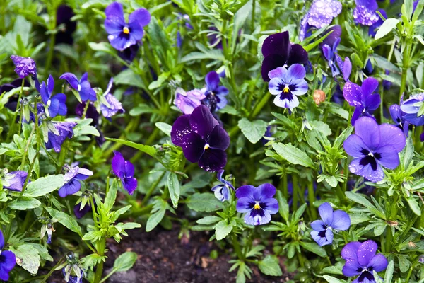 stock image Flower-bed