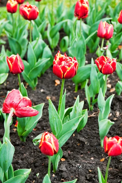 Flower-bed — Stock Photo, Image