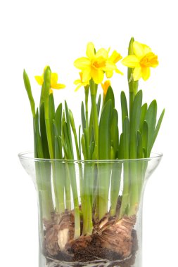 Yellow Daffodil flower in vase clipart