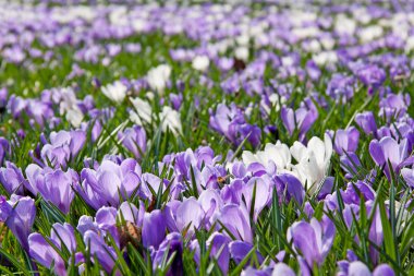 Hollandalı bahar crocus çiçek çok