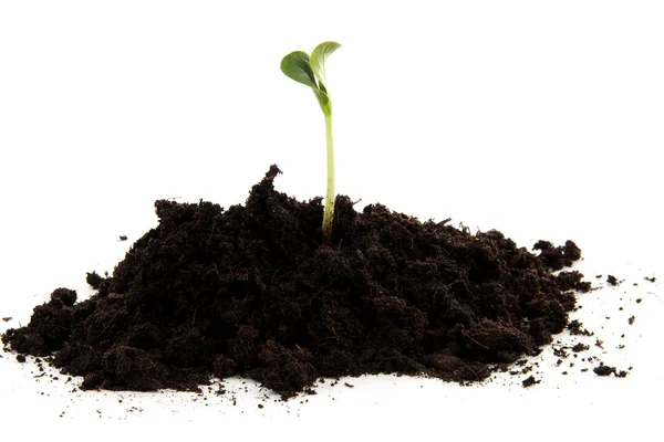 Yeni bir hayat için genç bitki ile siyah Bahçe toprak yığını — Stok fotoğraf