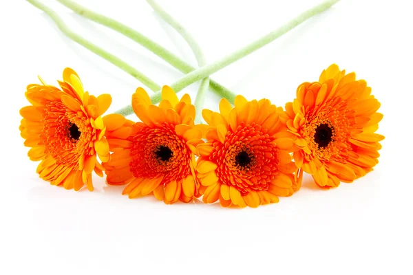 Quattro fiori di Gerber arancione — Foto Stock