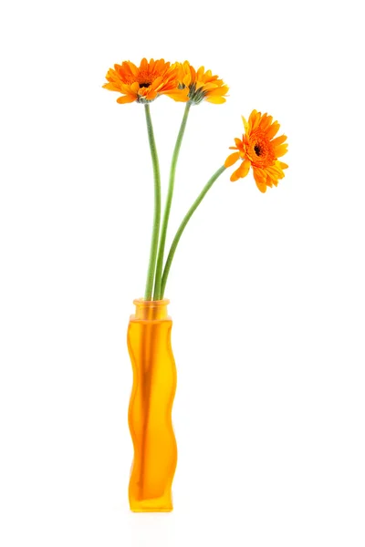 オレンジ ガーバー花瓶の花 — ストック写真