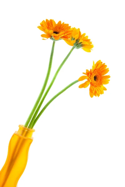Oranje gerber bloemen in vaas — Stockfoto
