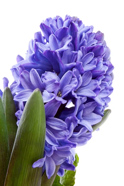 Purple hyacinthus flower in closeup — Stock Photo, Image