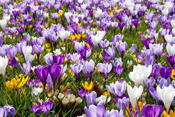 A lot of Dutch spring crocus flowers — Stock Photo, Image