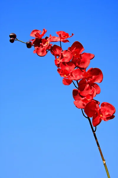 红色蝴蝶兰 — 图库照片