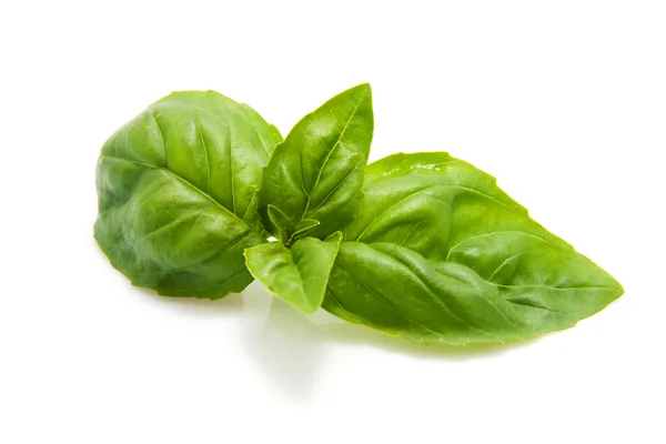 Verse groene blad van basilicum — Stockfoto