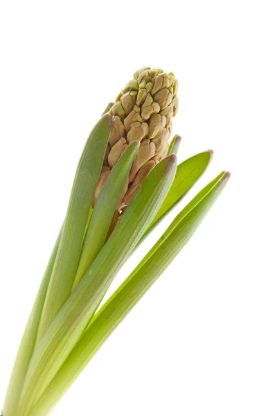 Hyacinthus flower in closeup — Stock Photo, Image
