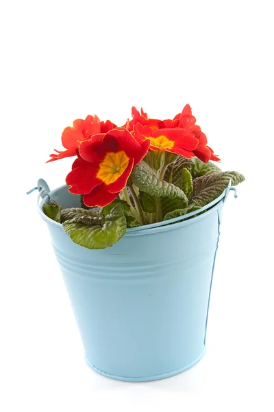 Czerwony primula kwiaty w niebieskim wiaderku — Zdjęcie stockowe