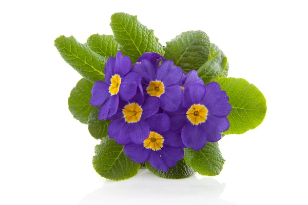 Purple Primula flowers — Stock Photo, Image