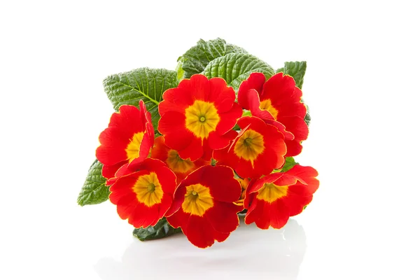 Piros primula virágok — Stock Fotó