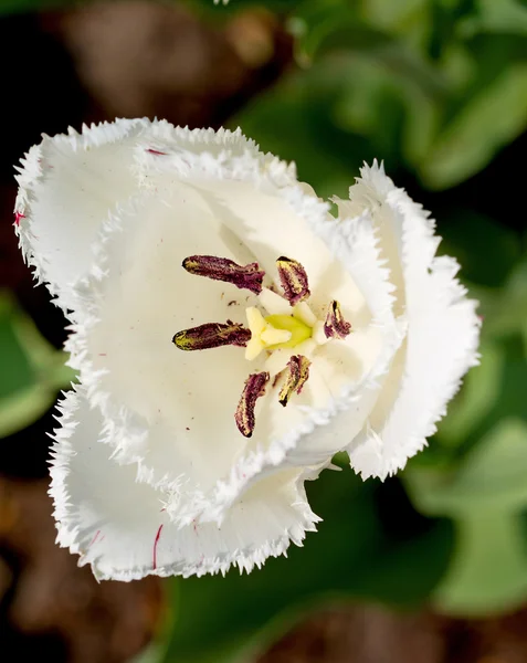 Beautiful Dutch white tulip — Stock Photo, Image