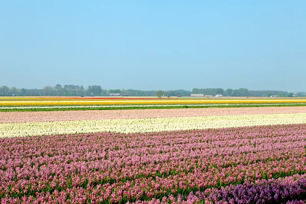 Dutch bulb field — Stock Photo, Image