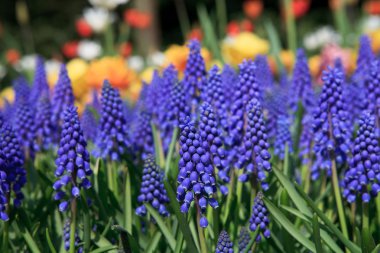 Muscari botryoides closeup çiçeklenir