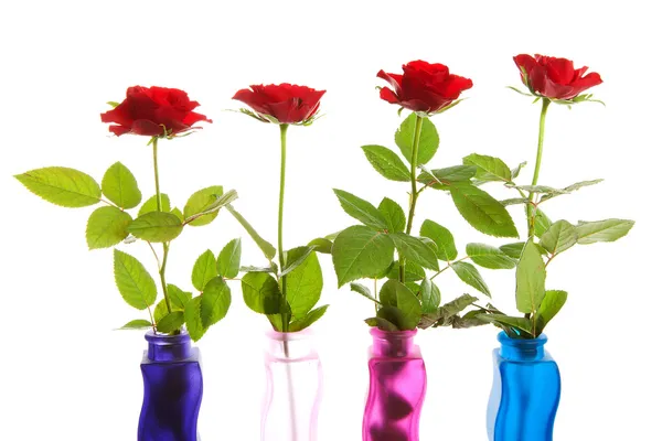 Four red roses in a row — Stock Photo, Image