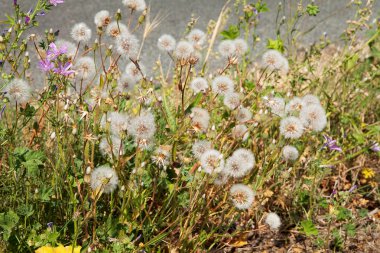 Group of dandelion flowers clipart