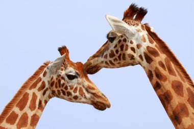 Two giraffe heads clipart