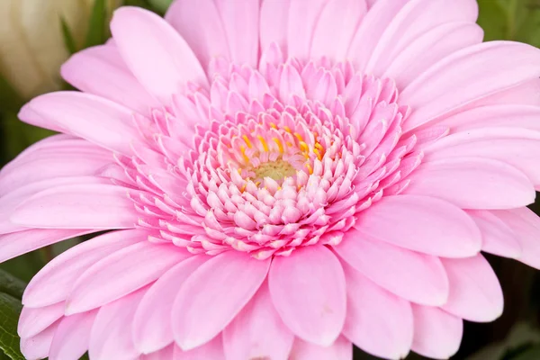Pink Gerber flower — Stock Photo, Image