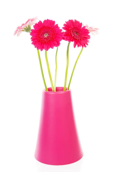 Rózsaszín gerbera virágok vázában — Stock Fotó