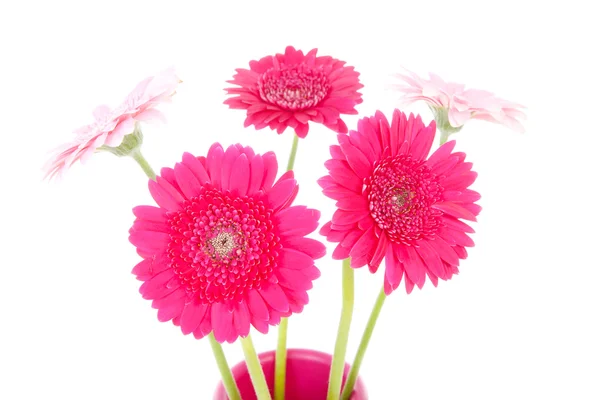 Rosa gerber blomma — Stockfoto