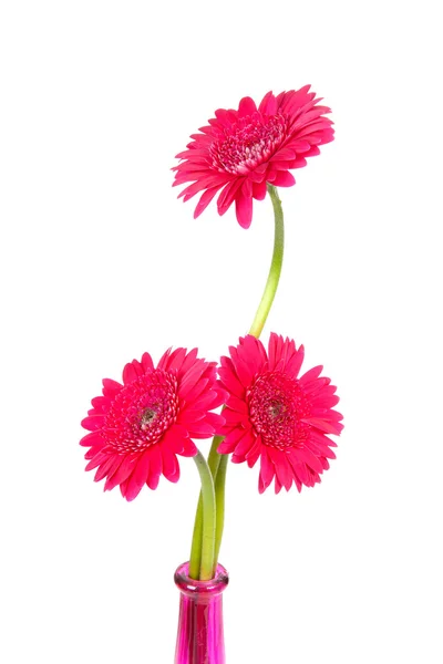Kwiat różowy gerber — Zdjęcie stockowe