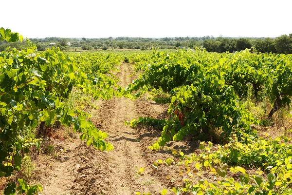Γαλλικό αμπελώνα法国葡萄园 — 图库照片