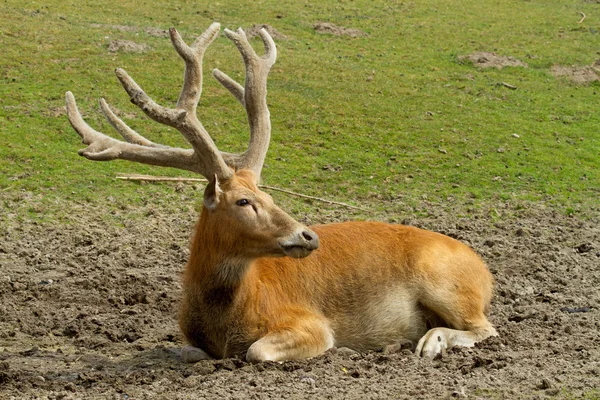 Istirahat geyik — Stok fotoğraf