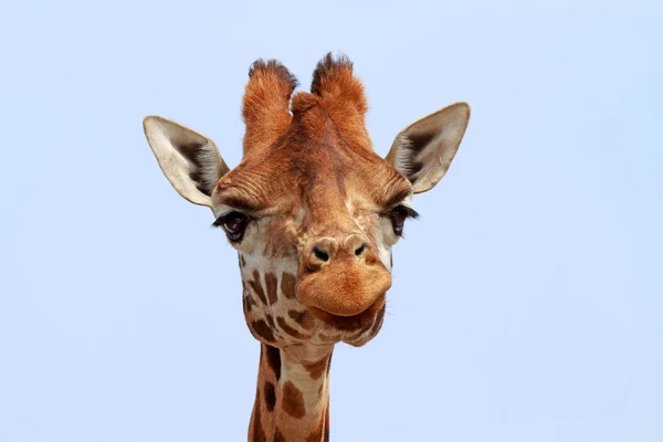 Giraffe blickt in Kamera — Stockfoto