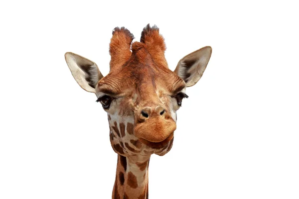 Girafa isolada olhando para a câmera — Fotografia de Stock