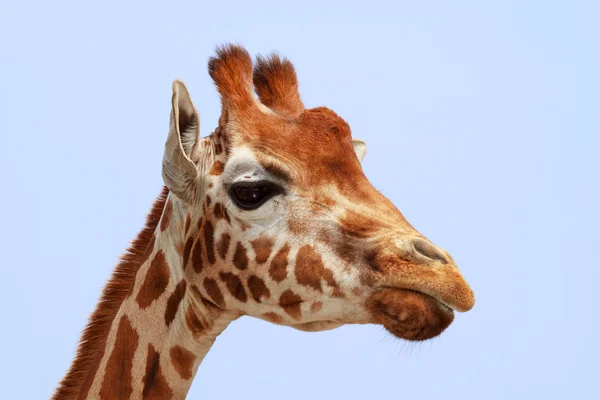 Giraffe blickt in Kamera — Stockfoto