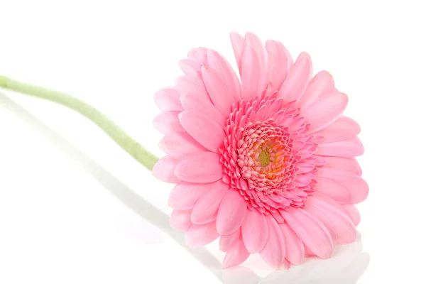 Pink Gerber flower — Stock Photo, Image