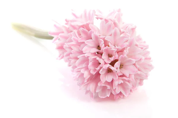 Fleur de jacinthe rose — Photo