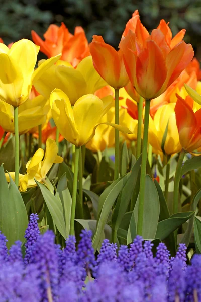 Colorful Dutch tulips — Stock Photo, Image