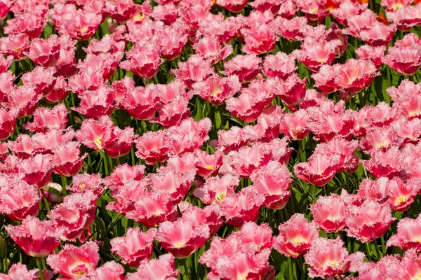 Field with beautiful pink Dutch tulips — Stock Photo, Image