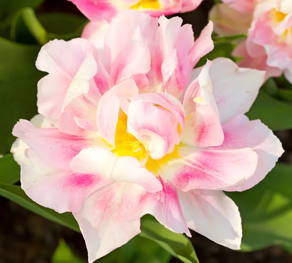 Beautiful Dutch tulip — Stock Photo, Image