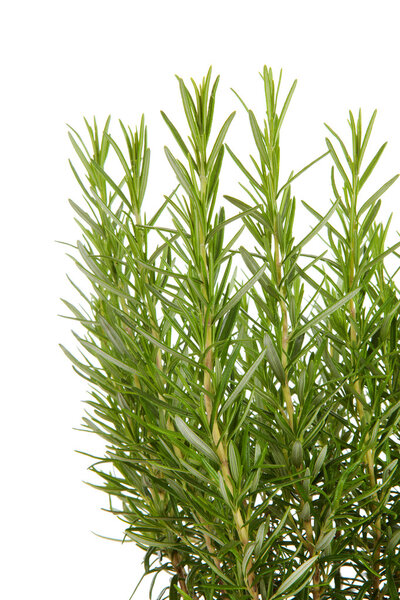 Fresh rosemary in closeup over white background