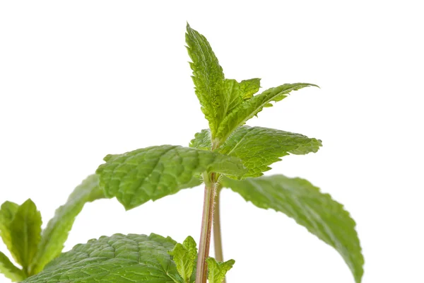 Fresh mint leaf in closeup — Stock Photo, Image