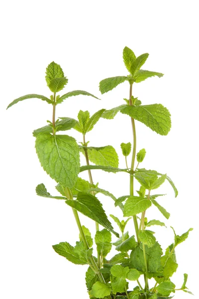 Fresh mint plant in closeup — Stock Photo, Image