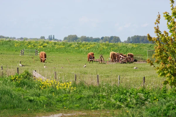Grupo de vaca Galloway com chifres — Fotografia de Stock
