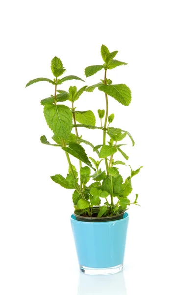 Fresh mint plant in blue pot — Stock Photo, Image