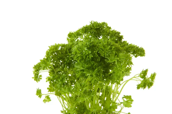 Plant of fresh parsley in closeup — Stock Photo, Image