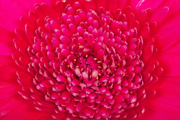 Makro květina růžová Gerbera — Stock fotografie