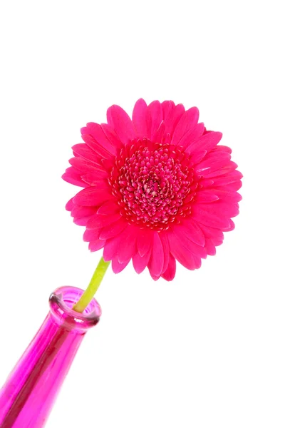 Pink Gerber flower in vase — Stock Photo, Image