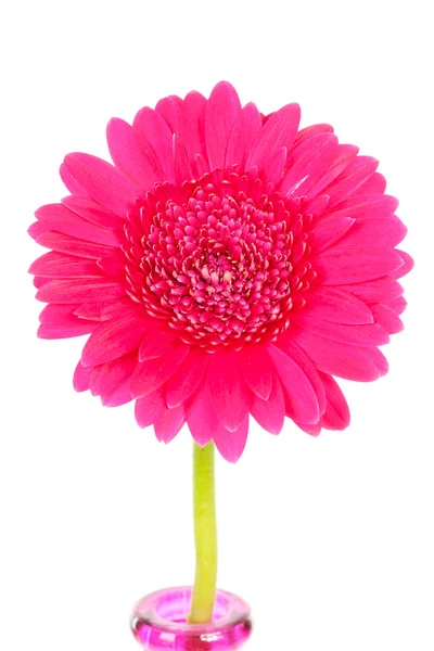 Pink Gerber flower in vase — Stock Photo, Image