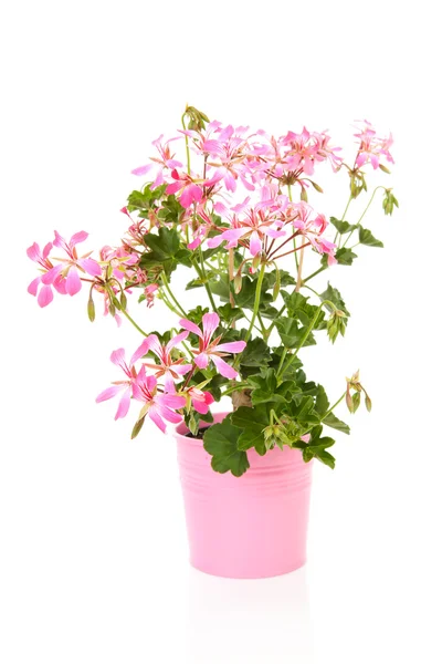 Flor de gerânio rosa — Fotografia de Stock