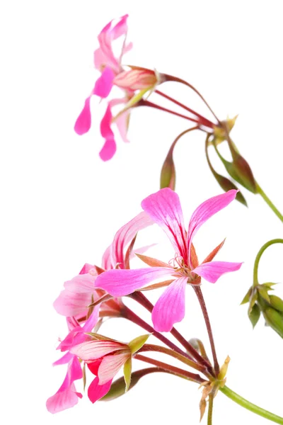 Flores de gerânio rosa em close-up — Fotografia de Stock