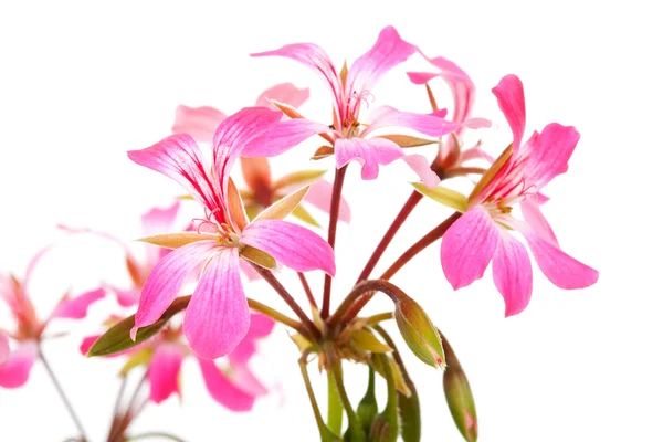Fleurs de géranium rose en gros plan — Photo