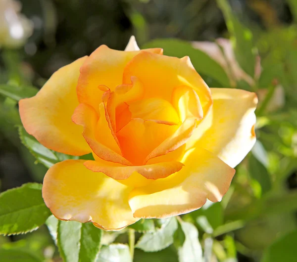 stock image Yellow rose in closeup